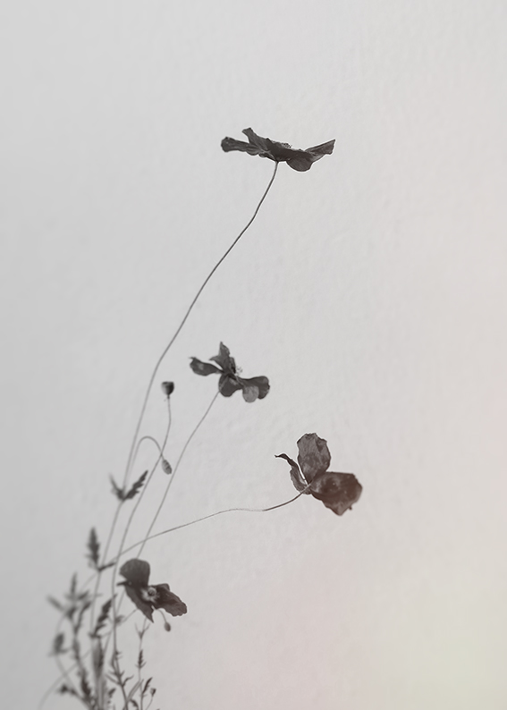 4806swaweb_mohn_25_photo_birgit_kaulfuss