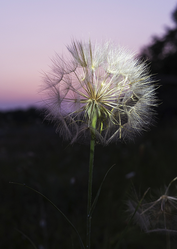 6155_pusteblume_25_photo_birgit_kaulfuss