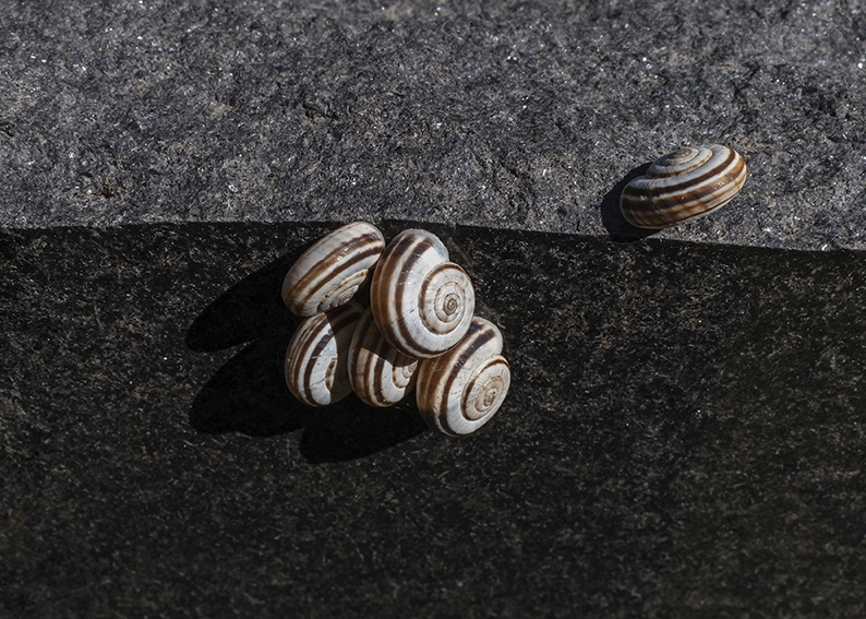 6388_schnecken_25_photo_birgit_kaulfuss