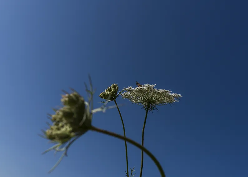 47_4393_sommer_21_photo_birgit_kaulfuss